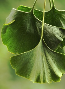 Ginkgo