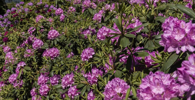  Rhododendronblüte