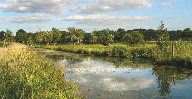 Blick über grüne Weiden in Richtung Wald. Ein Fluss im Vordergrund, blauer Himmel und wenige Wolken spiegeln sich darin