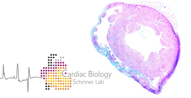 Header Schinner lab