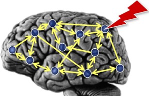 Network Neuroscience