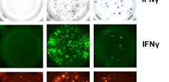 T cell ELISPOT