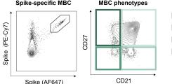 Memory B cells Flow Data