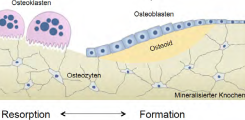 Knochenresorption und Formation