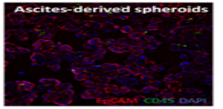 Ascties-derived spheroids