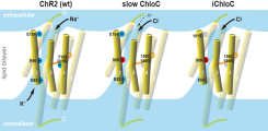 Optogenetische Tools